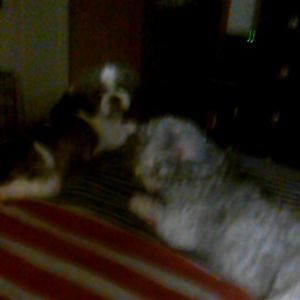 Meet your Posher, Ginger